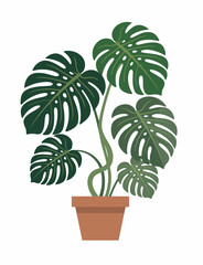 Obraz premium A striking monstera plant with large, glossy leaves in a simple terracotta pot, ideal for adding a touch of nature and style to any living space.