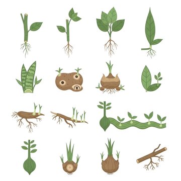 Botanical icons illustrating plant propagation through adventitious buds