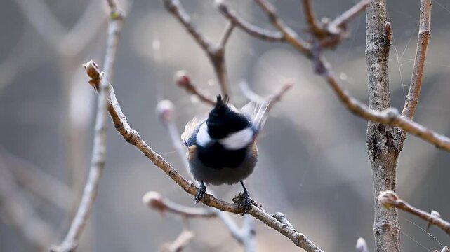 Detailed closeup of a Black-crested Tit on a perch. The soft, natural bokeh of the forest background emphasizes the bird&rsquo;s inquisitive expression.