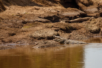 Cocodrilo del Nilo descansando en la orilla del r&iacute;o Mara, Reserva Nacional Mas&aacute;i Mara, Kenia