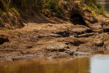 Cocodrilo del Nilo descansando en la orilla del r&iacute;o Mara, Reserva Nacional Mas&aacute;i Mara, Kenia
