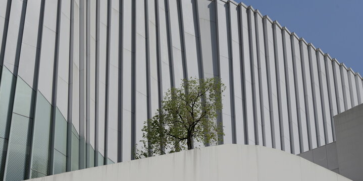 A single green tree stands behind a white curved wall against a modern building with vertical grey cladding and glass panels