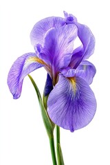Purple Iris Flower Closeup