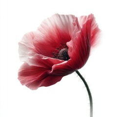 Detailed Red Poppy With Gradient Colors