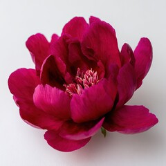 Close Up Deep Red Peony