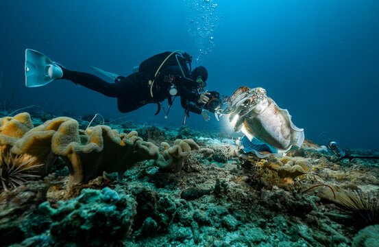 photographer taking picture of cuttlefish at the Andaman Sea