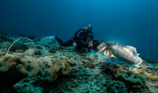 photographer taking picture of cuttlefish at the Andaman Sea