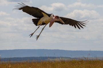 Obraz premium Cigüeña Marabú en la sabana de la Reserva Nacional Masái Mara, Kenia