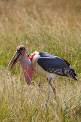 Fototapeta premium Cigüeña Marabú en la sabana de la Reserva Nacional Masái Mara, Kenia