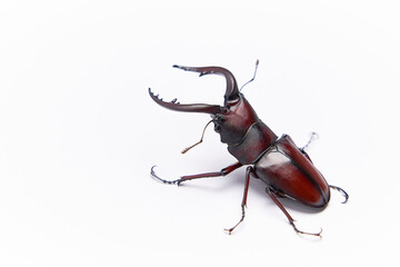 白背景の威嚇する一匹の大型のノコギリクワガタ