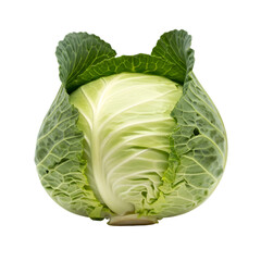 Fresh green cabbage head