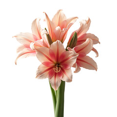 Fototapeta premium Pink Gladiolus Bouquet with Green Stems