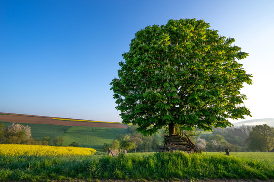 Ein Kastanienbaum im Sommer in bunter Agrarlandschaft