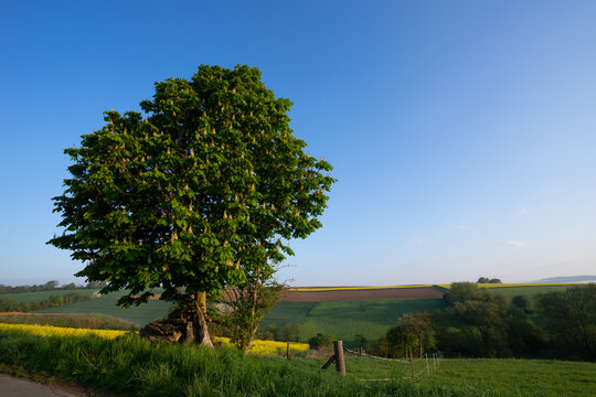 Ein Kastanienbaum im Sommer in bunter Agrarlandschaft