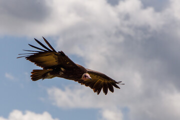 Obraz premium Buitre encapuchado volando en el cielo de la Reserva Nacional Masái Mara, Kenia
