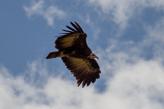 Buitre encapuchado volando en el cielo de la Reserva Nacional Mas&aacute;i Mara, Kenia