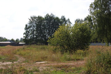 Obraz premium road trees fence, buildings, summer,