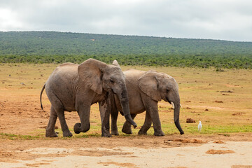 Fototapeta premium Elephant in Addo Elephant Safari Park