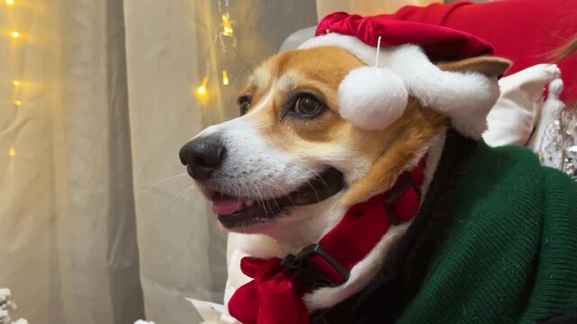 Korgi dog in a christmas hat 