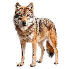 Obraz premium Brown Wolf Standing In Alert Pose