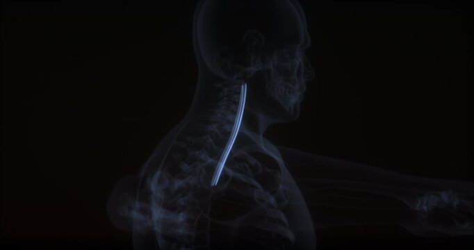 Longus colli muscle in human body. X Ray