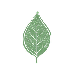 Fototapeta premium Green leaf with white veins illustration.