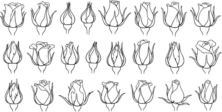 Black and White Line Art Rose Buds and Flowers Collection. Detailed Botanical Outlines for Nature, Gardening, Floral Design, Spring Decoration, Beauty, and Romance Illustrations