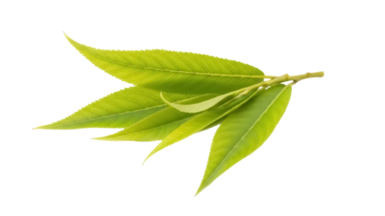 Fresh green peach tree leaves isolated PNG on transparent background, vibrant foliage for spring designs and natural elements