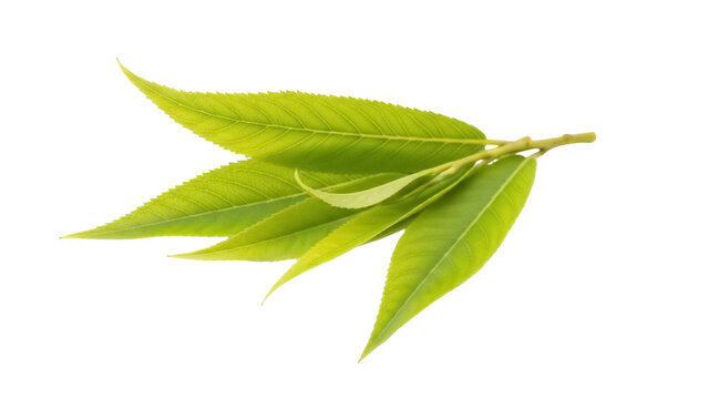 Fresh green peach tree leaves isolated PNG on transparent background, vibrant foliage for spring designs and natural elements