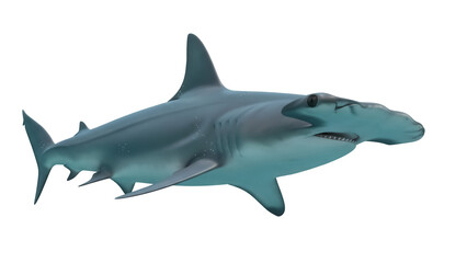Fototapeta premium Hammerhead shark PNG isolated on transparent background, marine predator with distinctive head shape for wildlife and educational use
