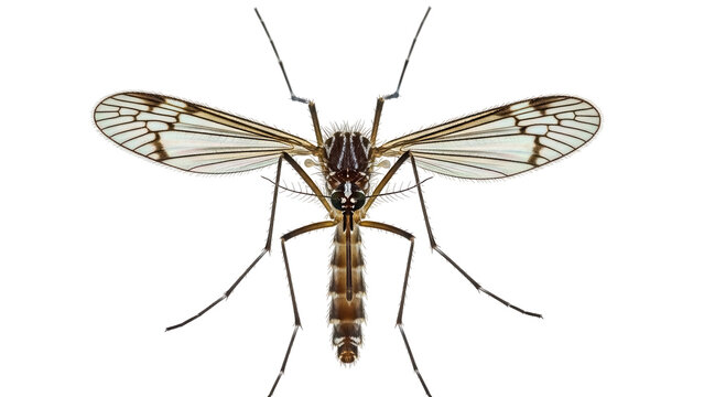 Phantom crane fly isolated PNG on transparent background, distinctive wing pattern and long legs, insect with patterned wings for design elements