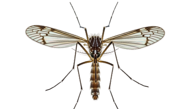 Phantom crane fly isolated PNG on transparent background, distinctive wing pattern and long legs, insect with patterned wings for design elements - Powered by Adobe