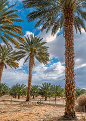 Fototapeta premium Date palms is ancient plant and famous food crop in Middle East and North Africa, today this farming is important element of advanced and sustainable agriculture industry. No AI tools were used