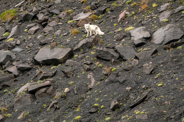 Obraz premium Polarfuchs