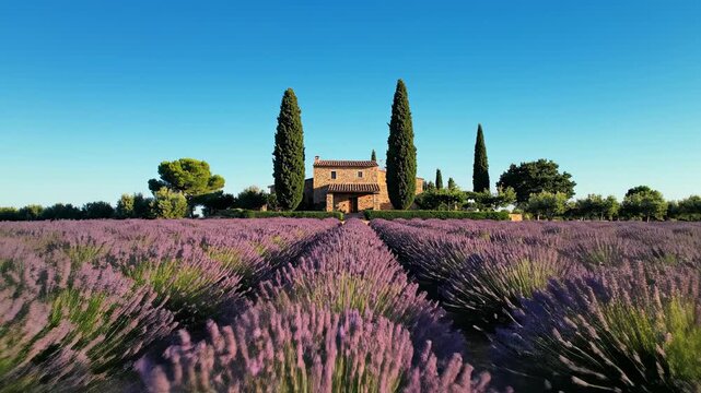 Stunning wide view of a vibrant purple lavender field stretching far towards a distant traditional rustic house framed by tall evergreen cypress trees under a cloudless sapphire sky field, tall, rural
