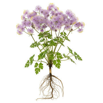 Mature meadow rue plant with exposed roots and purple clustered flowers