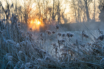 Kalter Wintermorgen in Rhinau im Elsass