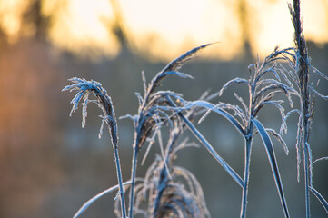 Kalter Wintermorgen in Rhinau im Elsass