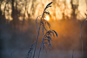 Kalter Wintermorgen in Rhinau im Elsass