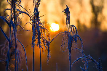 Kalter Wintermorgen in Rhinau im Elsass