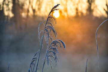 Kalter Wintermorgen in Rhinau im Elsass