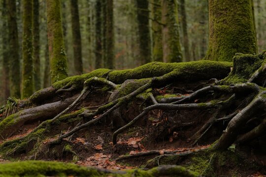 A close-up of an exposed root system.
Detailed view of twisted roots on a forest slope. Detailed view of a complex tree root system clinging to a soil slope. Ancient, moss-covered tree roots.