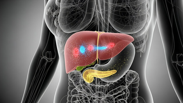 Anatomical view of the human liver, stomach, and pancreas for medical illustration purpose
