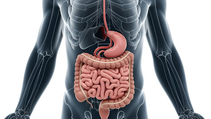 Detailed representation of the human digestive system anatomical structure and its functions