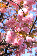 Obraz premium Double Petal Pink Cherry Blossoms in Full Bloom Under Blue Sky