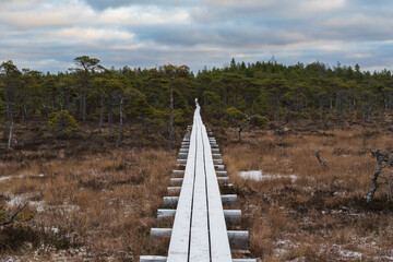Fototapeta premium Narrow wooden boardwalk trail leading through a scenic Estonian bog landscape with pine trees under a cloudy autumn sky in Estonia