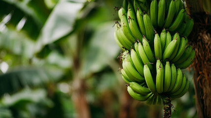 Vibrant green bananas clustered on a tree branch, ripening in a tropical agricultural setting