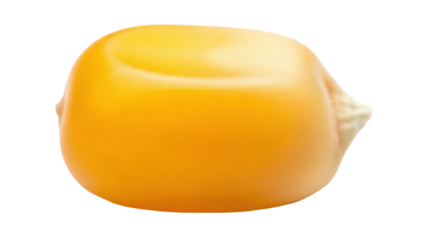 Single yellow corn kernel isolated PNG, close-up of maize seed on transparent background, agriculture and food ingredient