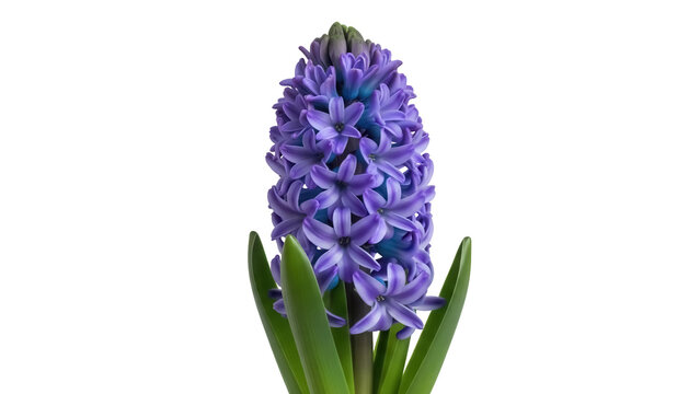 Fragrant purple hyacinth flower isolated PNG, spring blossom with green leaves on transparent background for floral design projects