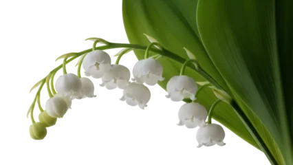 Fototapeten Maiglöckchen Lily of the valley isolated PNG, delicate white bell-shaped flowers with fresh green leaves on transparent background, spring floral design element  © Mia